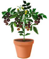 Pomidory black cherry